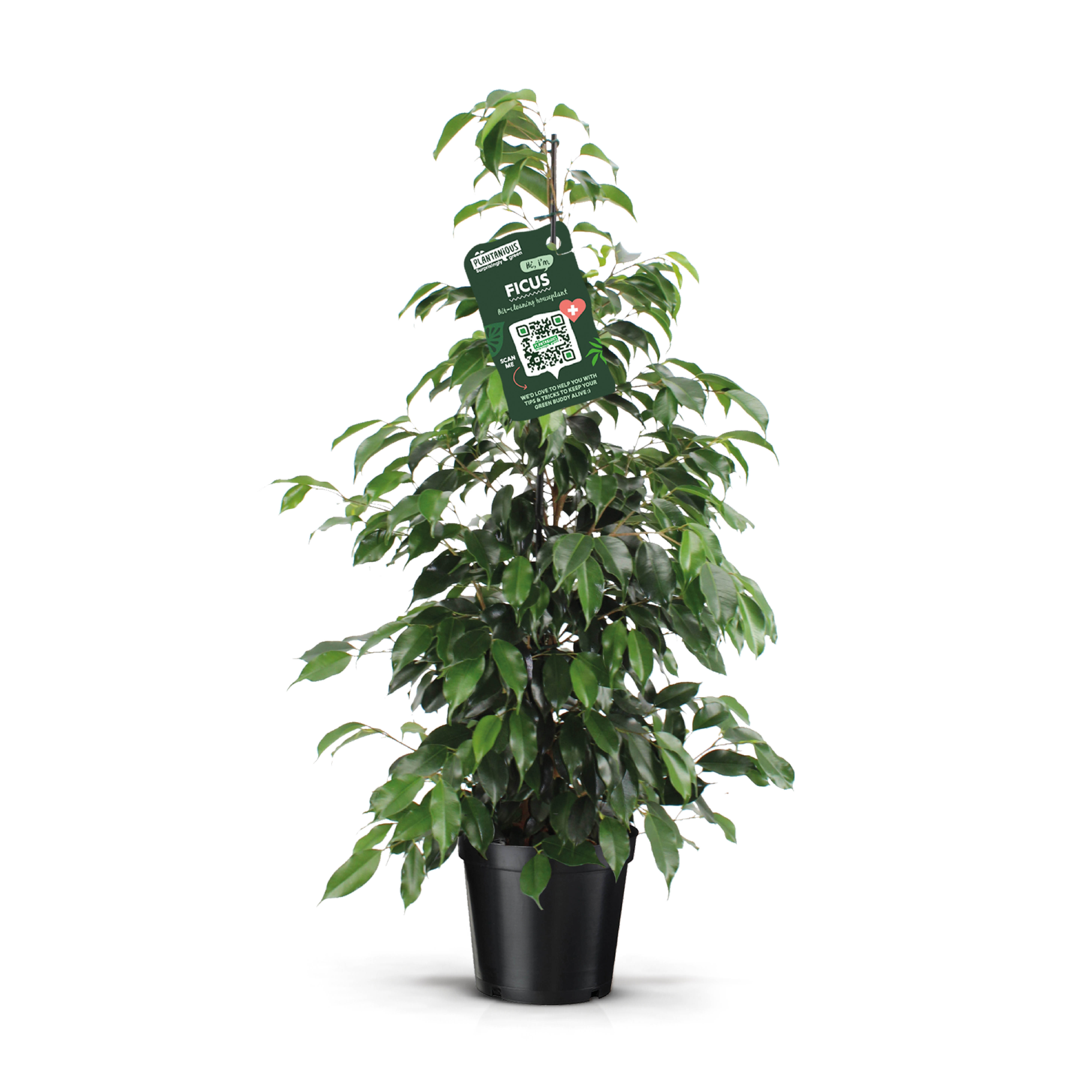 Ficus benjamina 'Danielle'