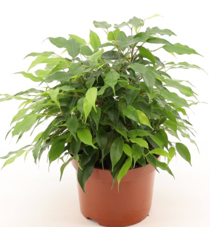 Ficus benja. 'Green Kinky'