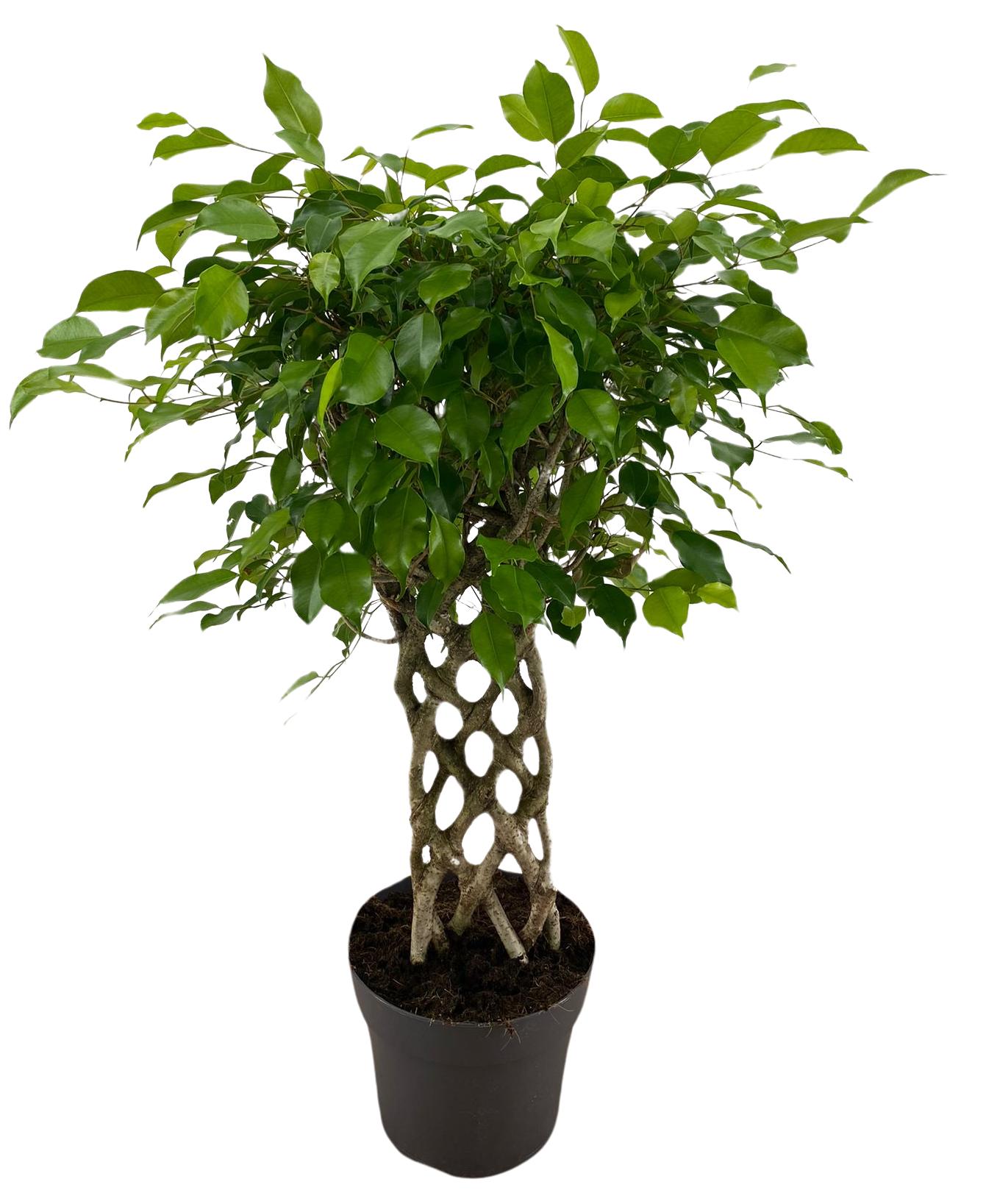 Ficus benja. 'Special shapes mat'