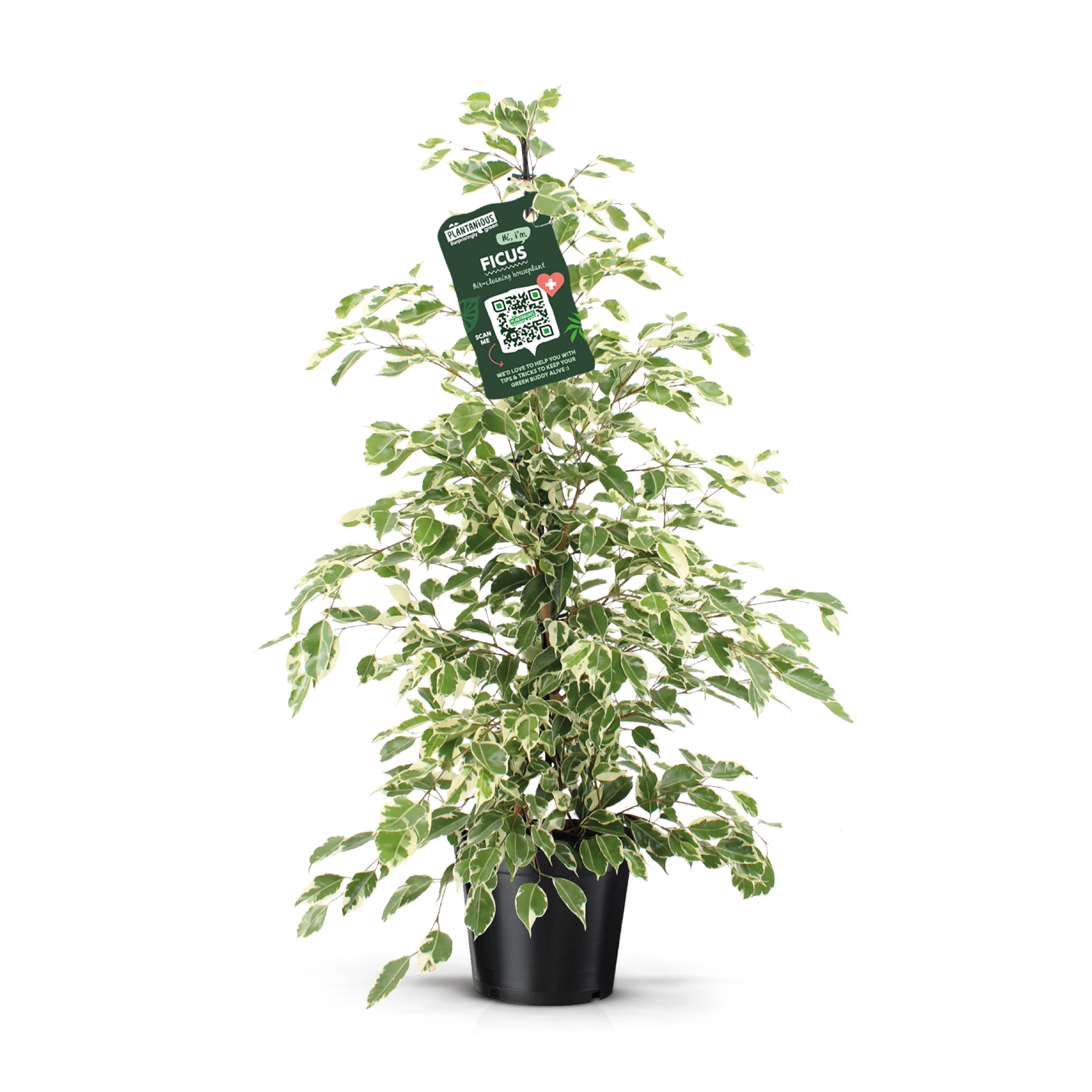 Ficus benja. 'Twilight' .