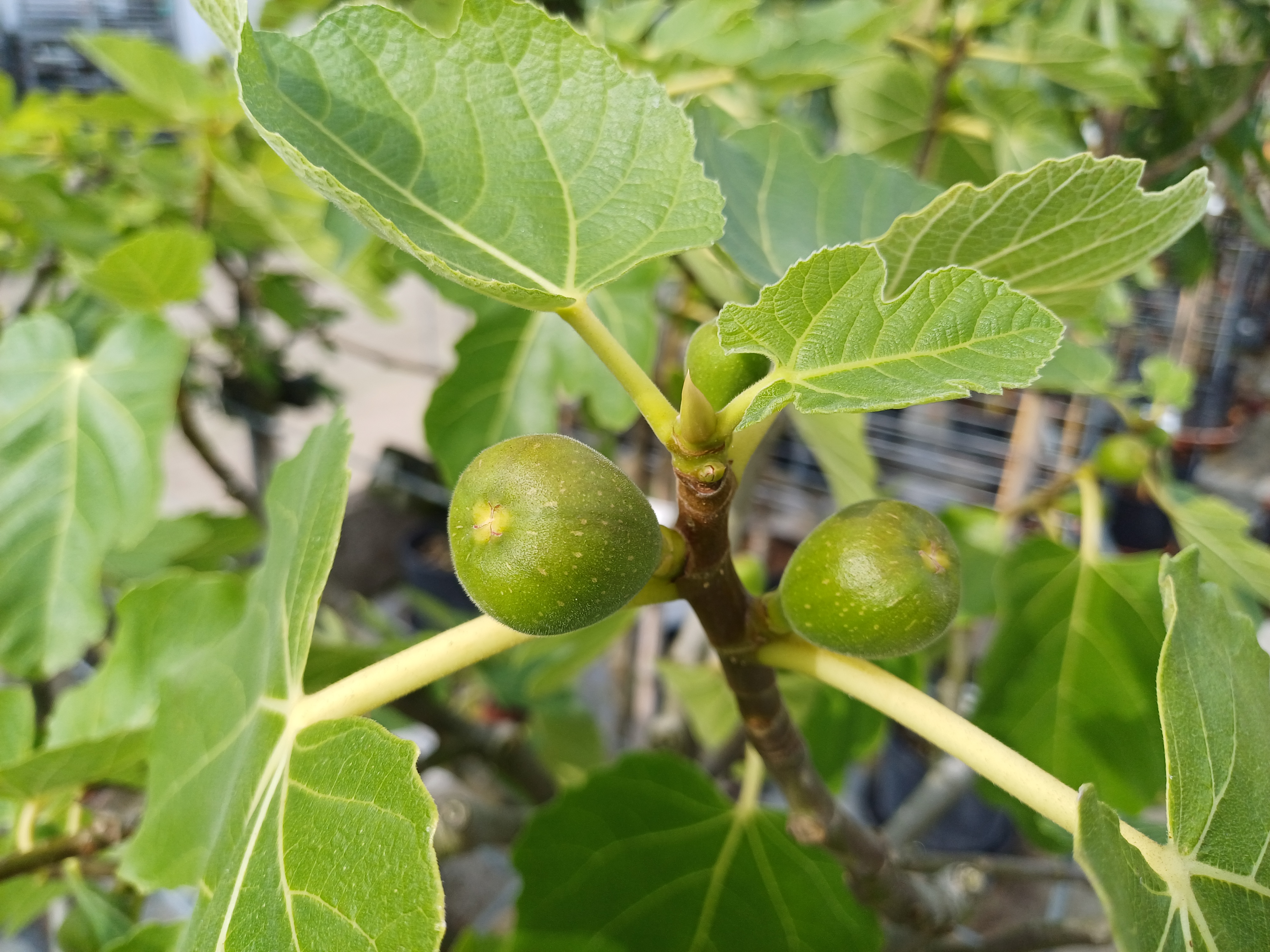 Ficus carica  zware stam  H 220/240