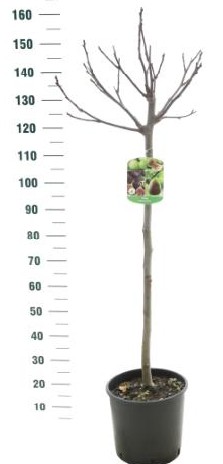 Ficus carica  zware stam  H 220/240