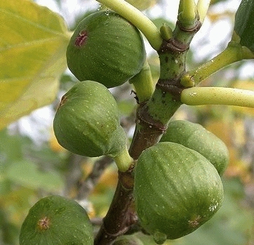 Ficus carica  zware stam  H 220/240