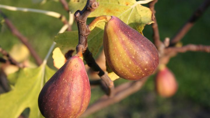 Ficus carica 'Gustis ® Two Timer ® Ficus carica 'Gustis ® Two Timer ®