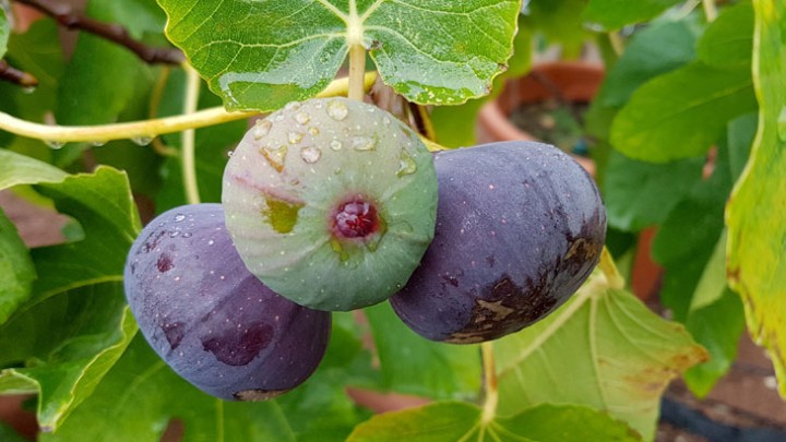Ficus carica 'Little Miss Figgy' Ficus carica 'Little Miss Figgy'