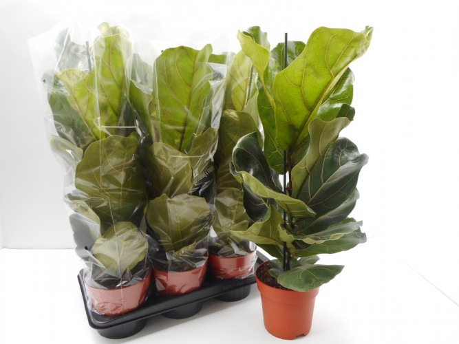 Ficus lyrata Ficus lyrata
