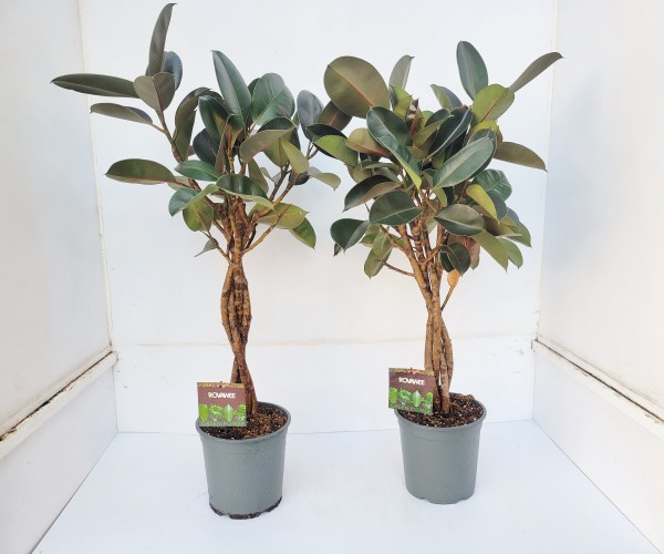 Ficus elastica met gedraaide stam Ficus elastica met gedraaide stam