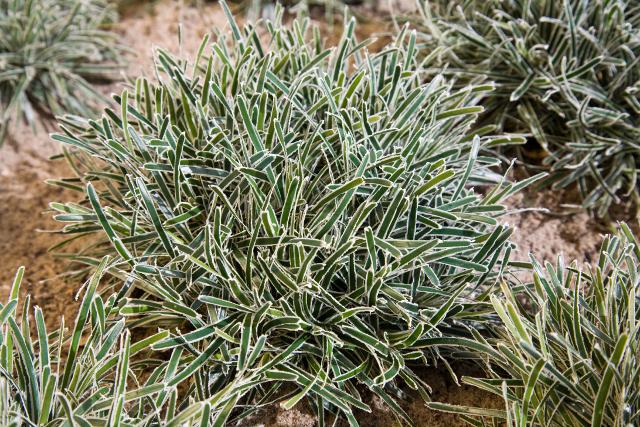 Ficinia 'Ice Crystal' Ficinia 'Ice Crystal'