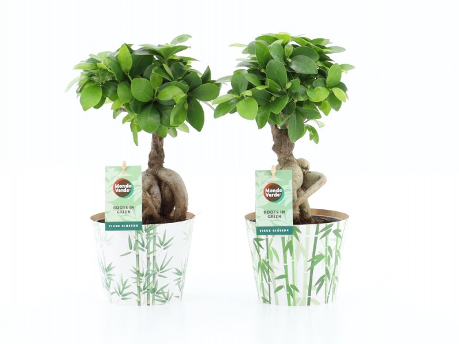 Ficus microcarpa 'Ginseng'  
