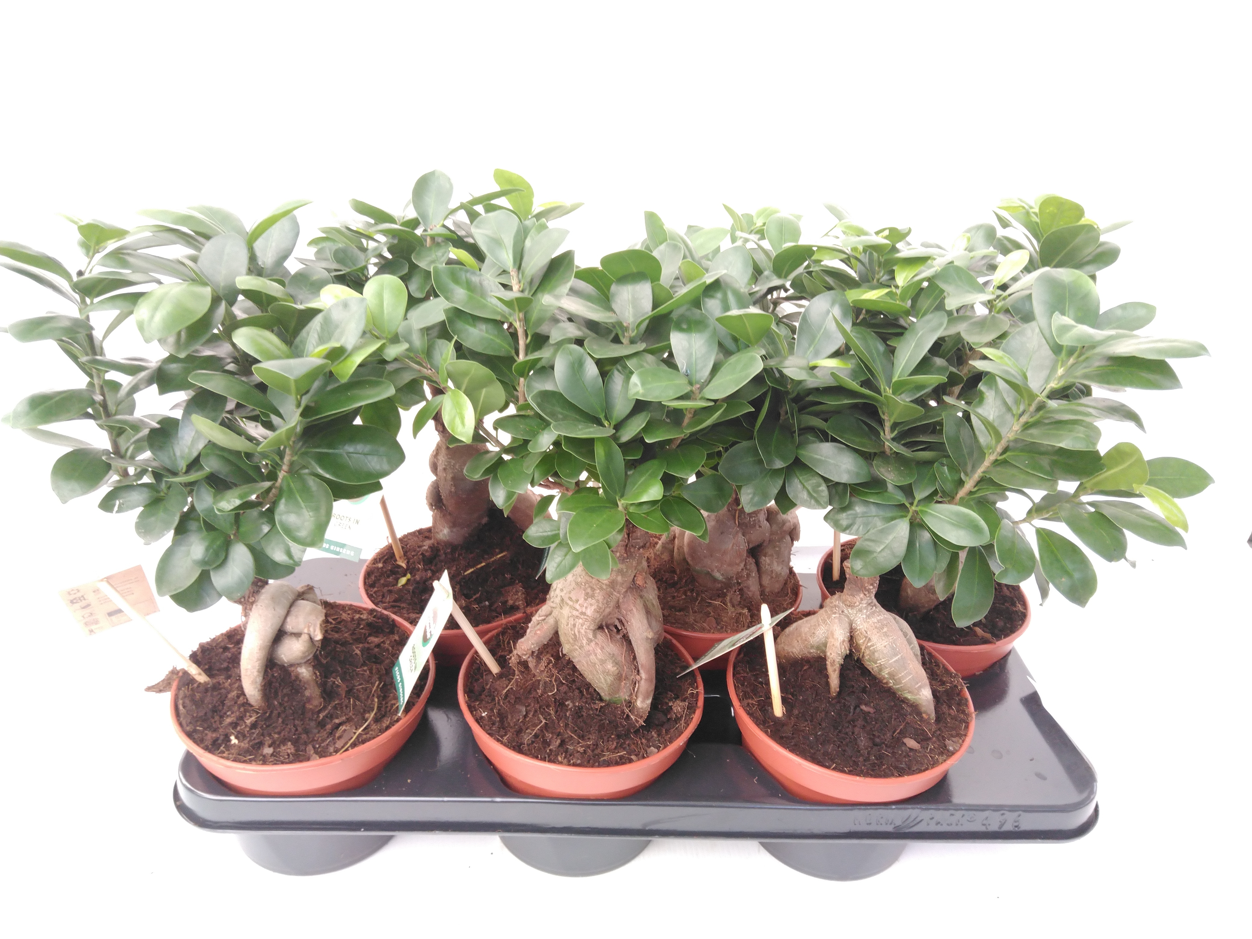 Ficus microcarpa 'Ginseng' Wortel vertakt