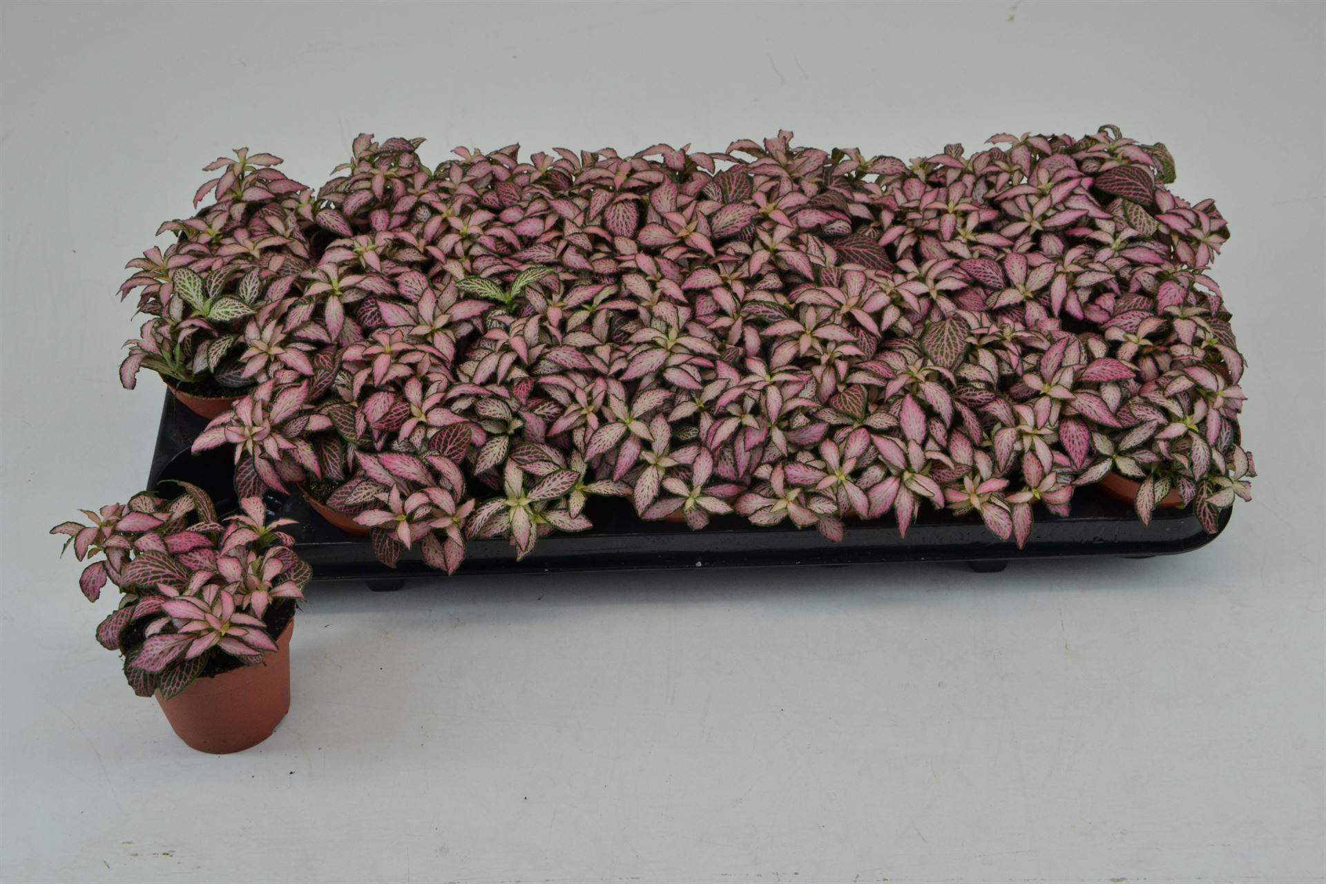 Fittonia 'Mosaic Zalm Forest Flam' .