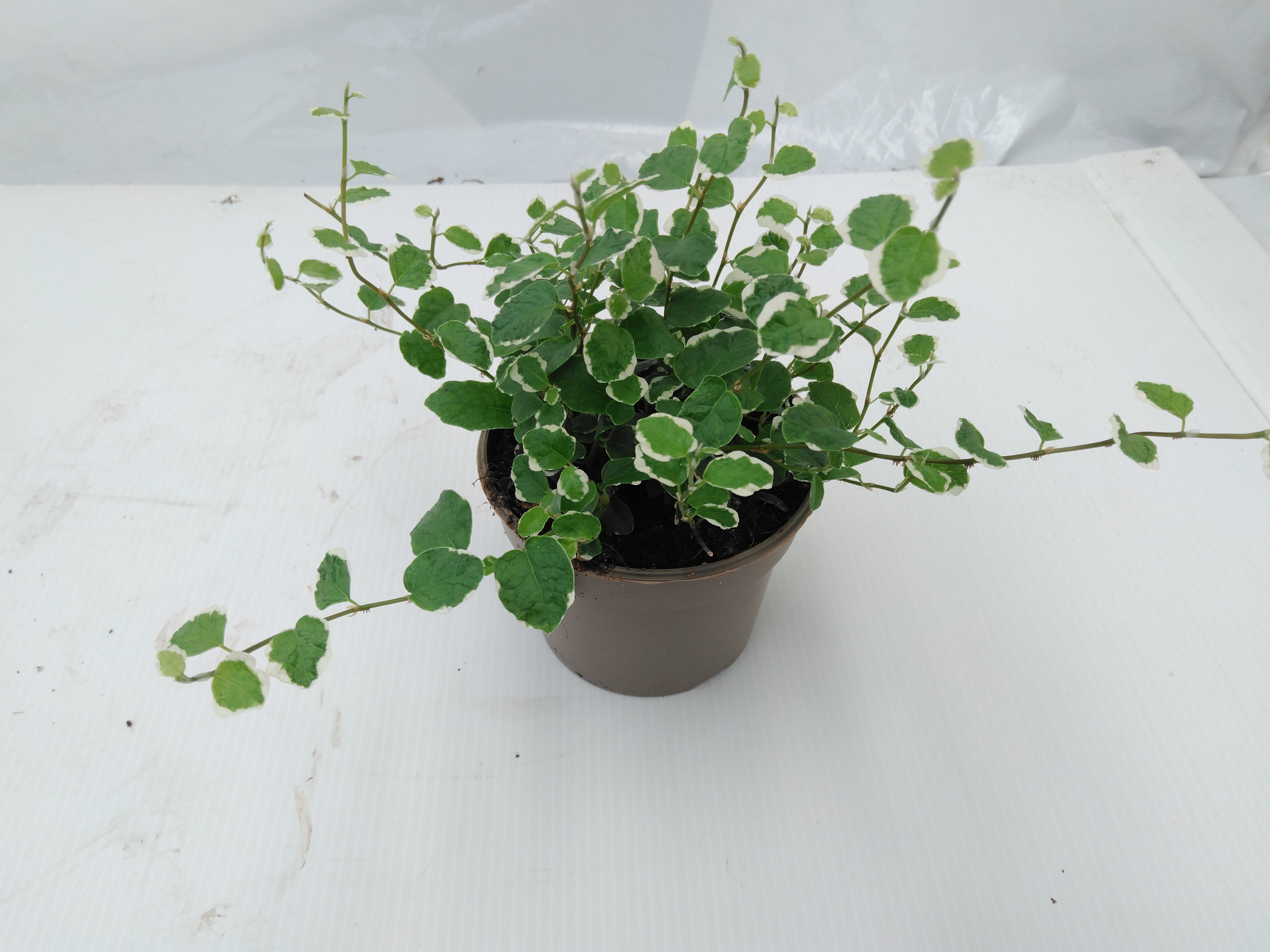 Ficus pumila 'White Sunny'