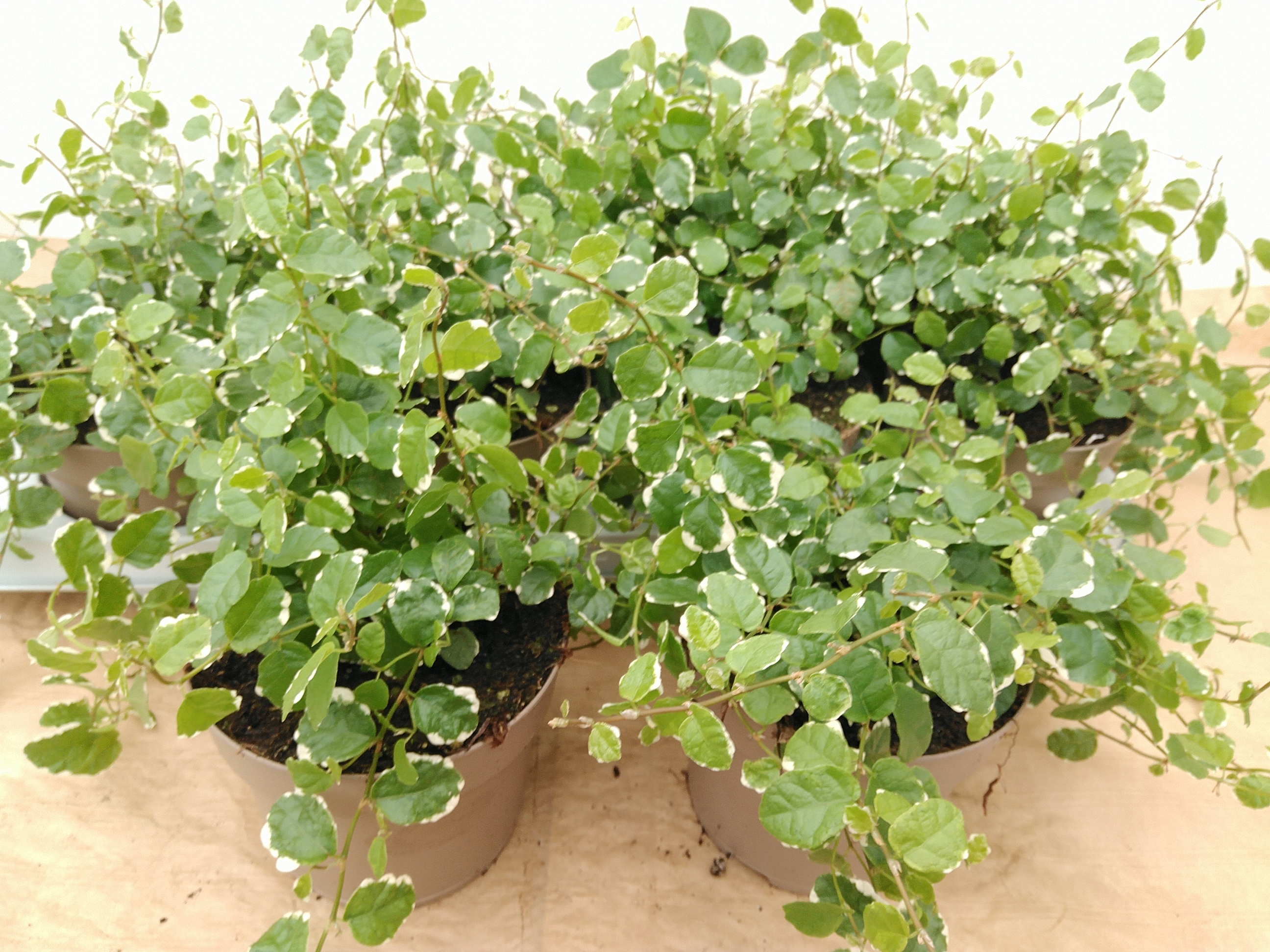 Ficus pumila 'White Sunny'