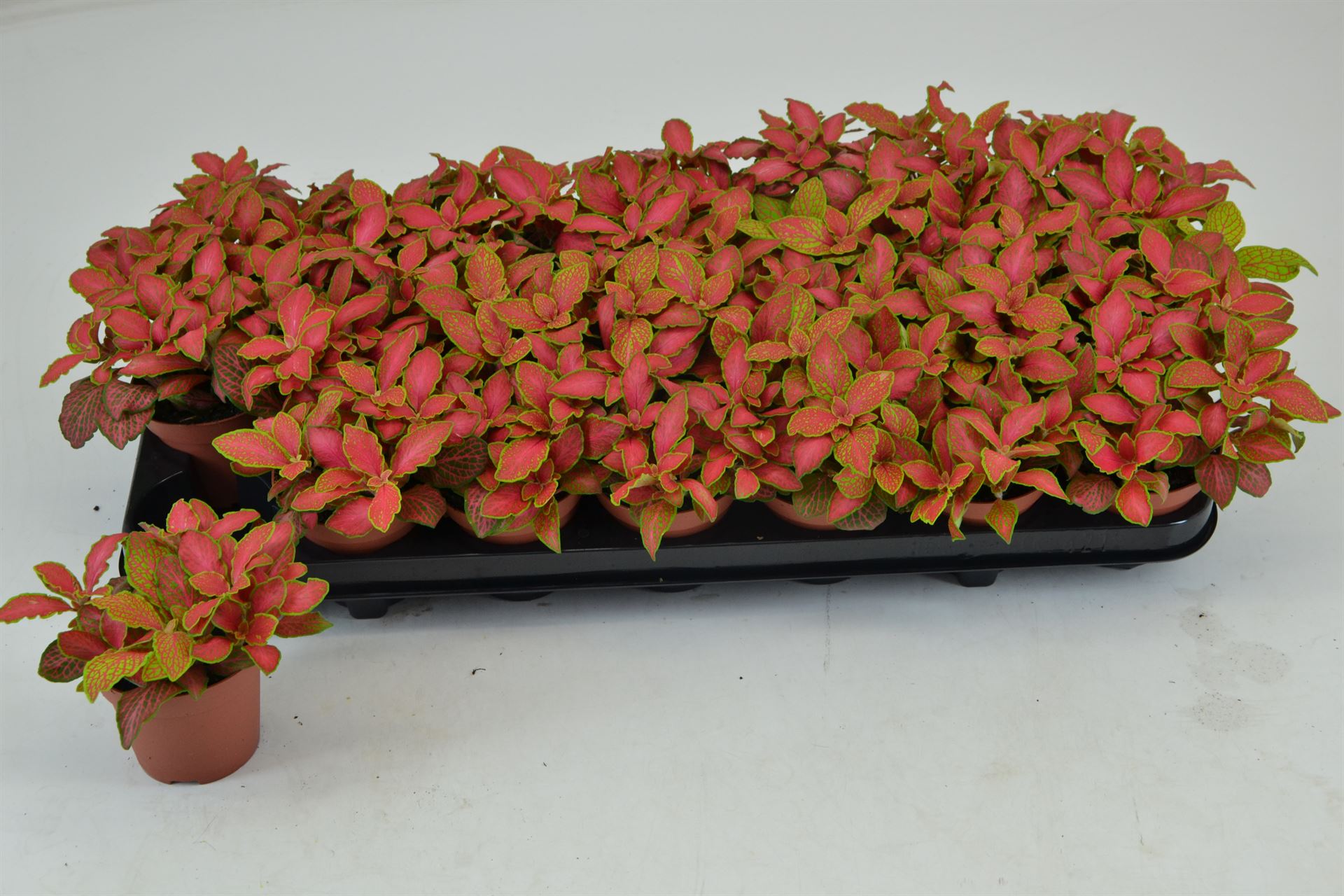 Fittonia 'Ruby Lime' Fittonia 'Ruby Lime'