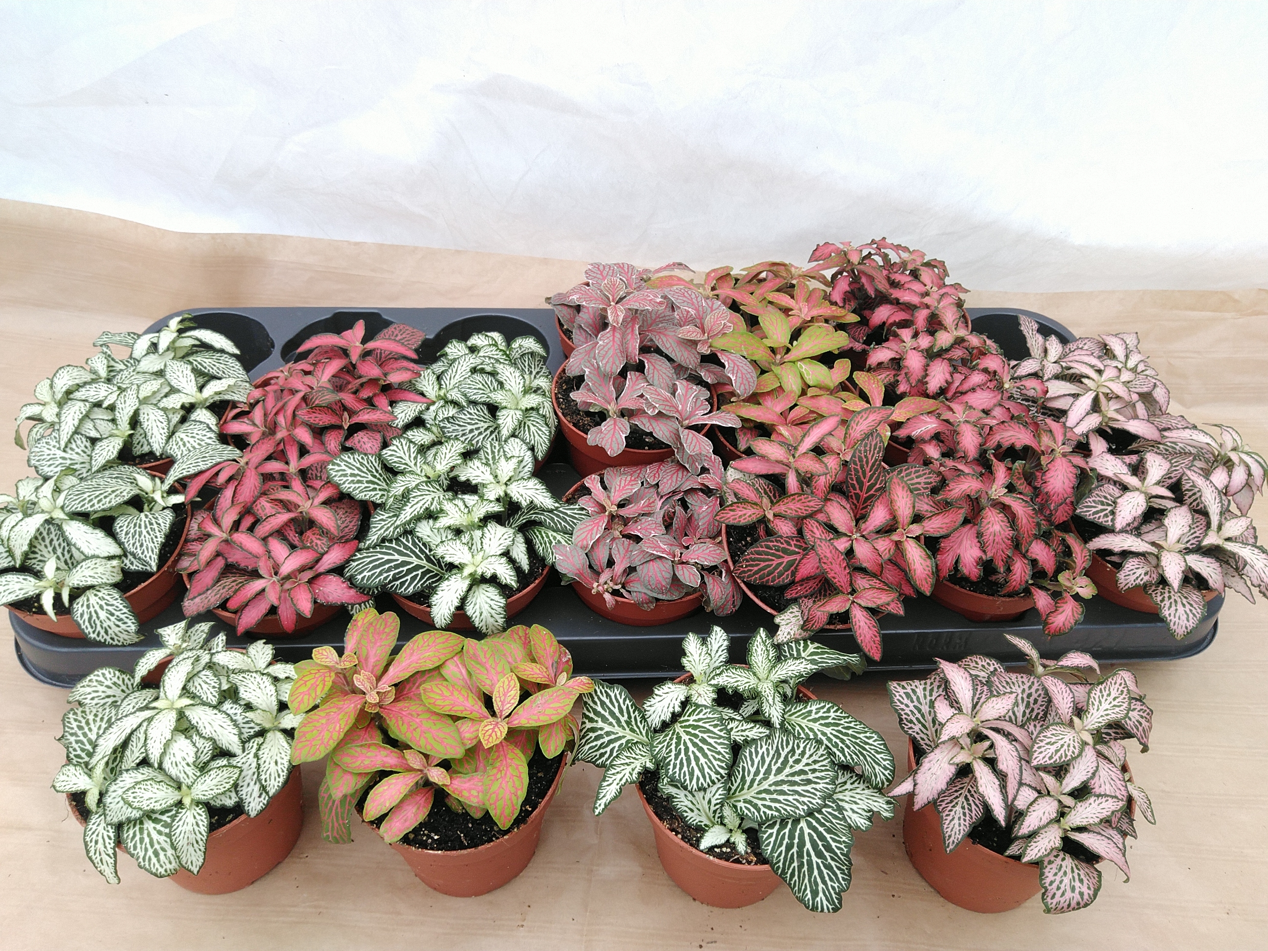 Fittonia mix