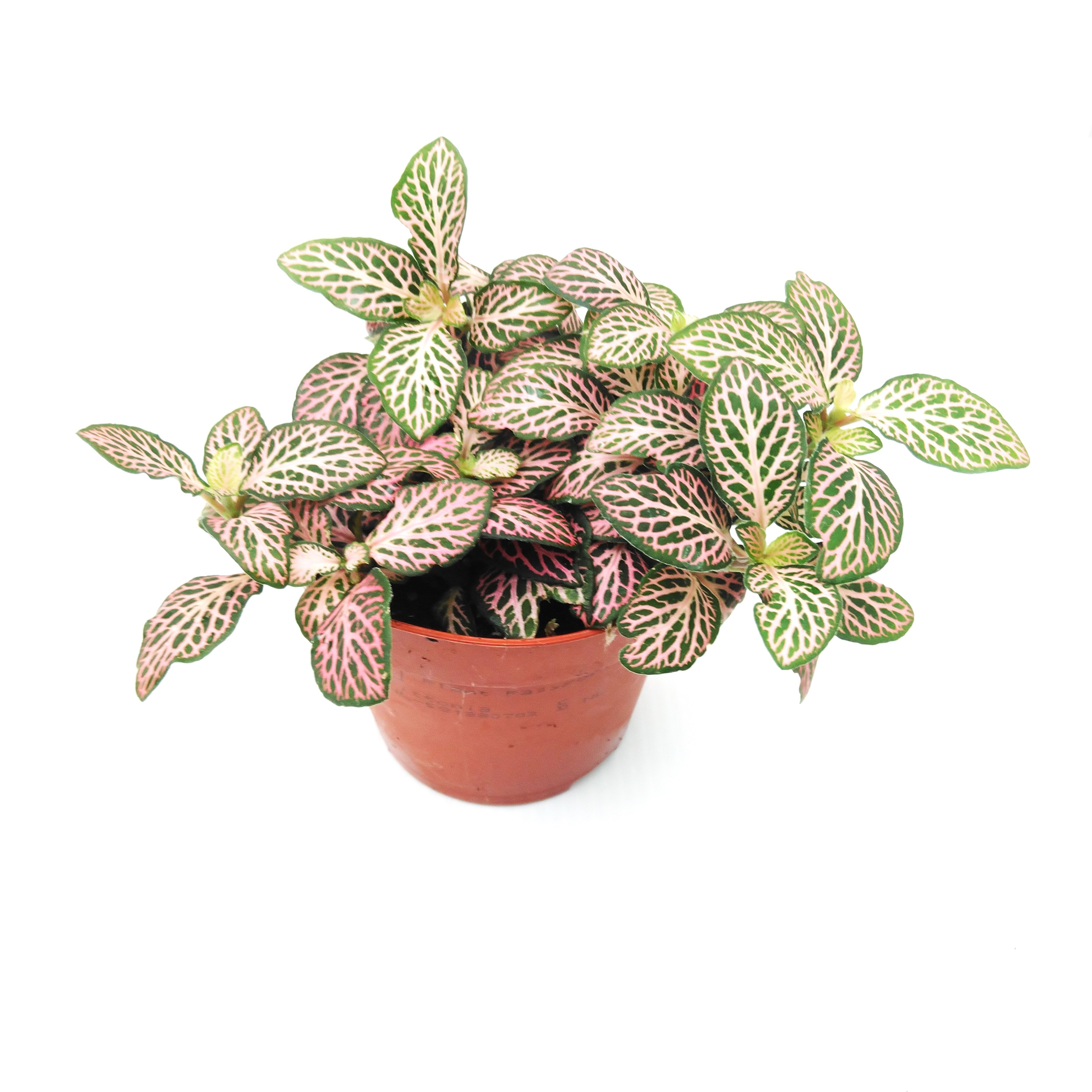 Fittonia verschaffeltii Roze Fittonia verschaffeltii Roze