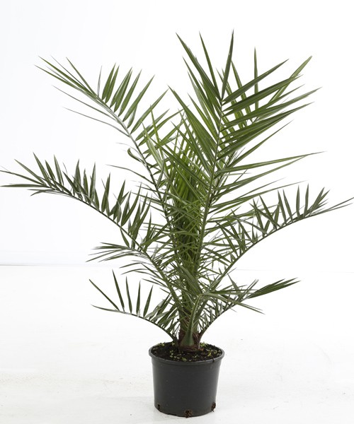 Phoenix canariensis Phoenix canariensis