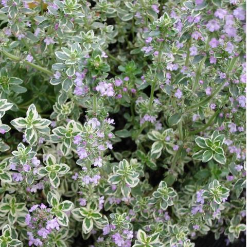 THYMUS CITRODORUS SILVER QUEEN P14 - ITALIE