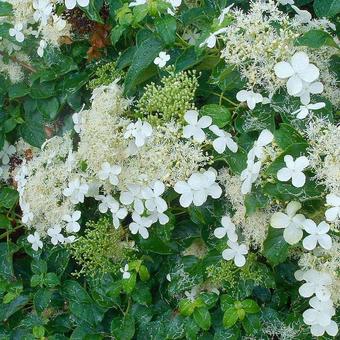 Hydrangea 'Semiola' Hydrangea 'Semiola'