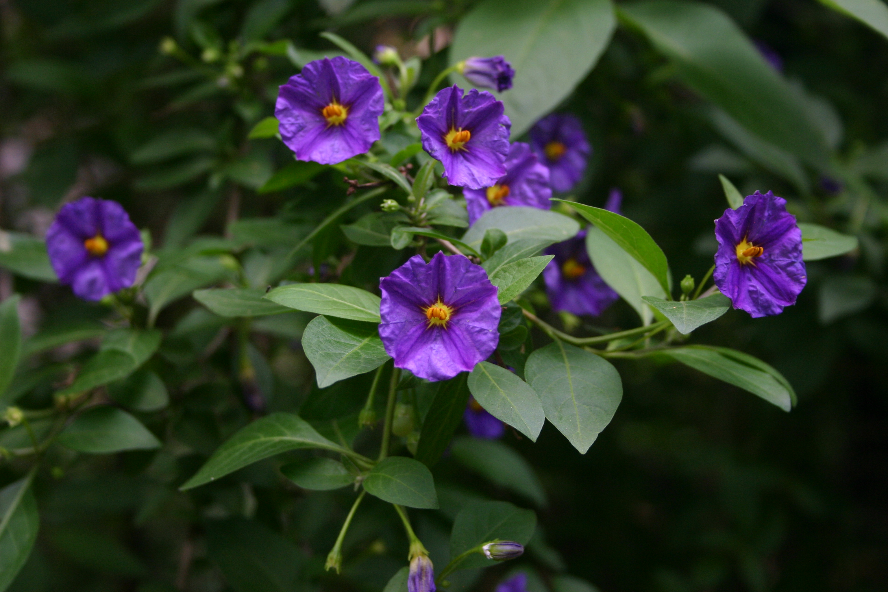 Lycianthes rantonnetii Lycianthes rantonnetii