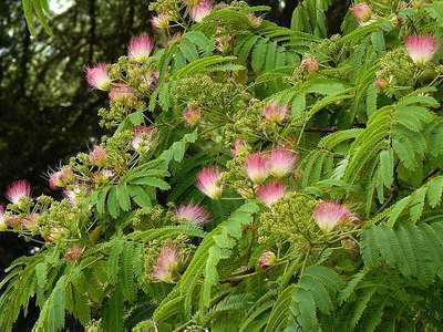 Albizia julib. 'Ombrella' 