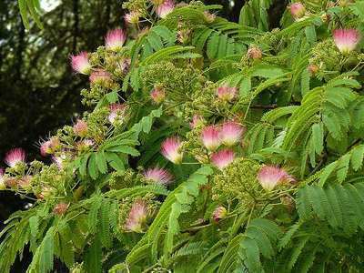 Albizia julib. 'Ombrella'