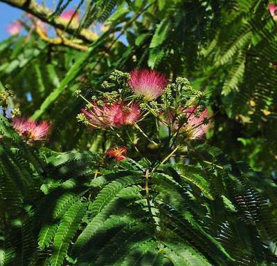 Albizia julib. 'Ombrella' 