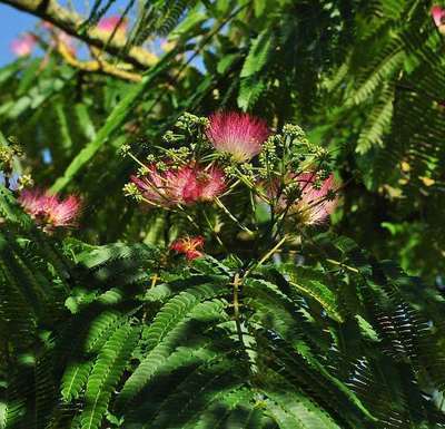 Albizia julib. 'Ombrella'