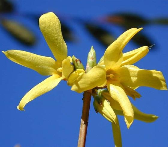 Forsythia int. 'Lynwood' Forsythia int. 'Lynwood'