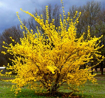 Forstythia intermedia 'Spring Glory' Forstythia intermedia 'Spring Glory'