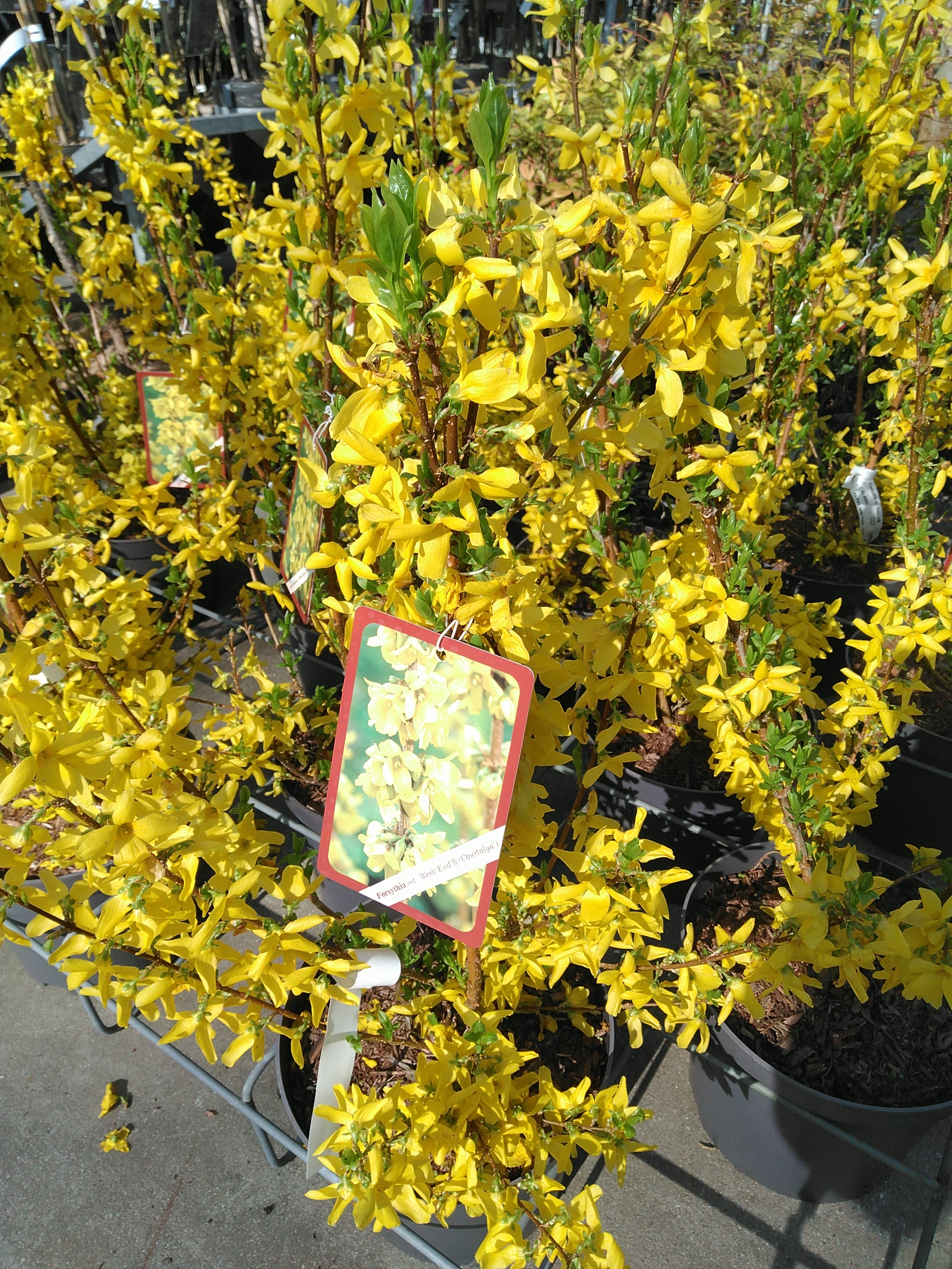 Forsythia interm. 'Weekend'