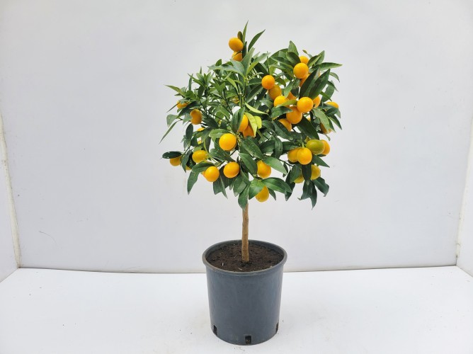 Fortunella margarita - Japanse kumquat