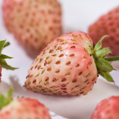 FRAGARIA 'BUBBLEBERRY' FRAGARIA 'BUBBLEBERRY'