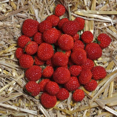 FRAGARIA 'FRAMBERRY' 