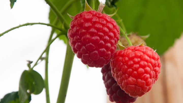 Rubus idaeus Little Sweet Sister Rubus idaeus Little Sweet Sister