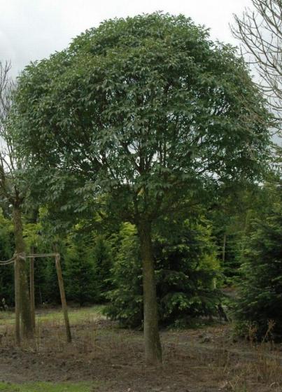 Fraxinus ornus 'Meczek'