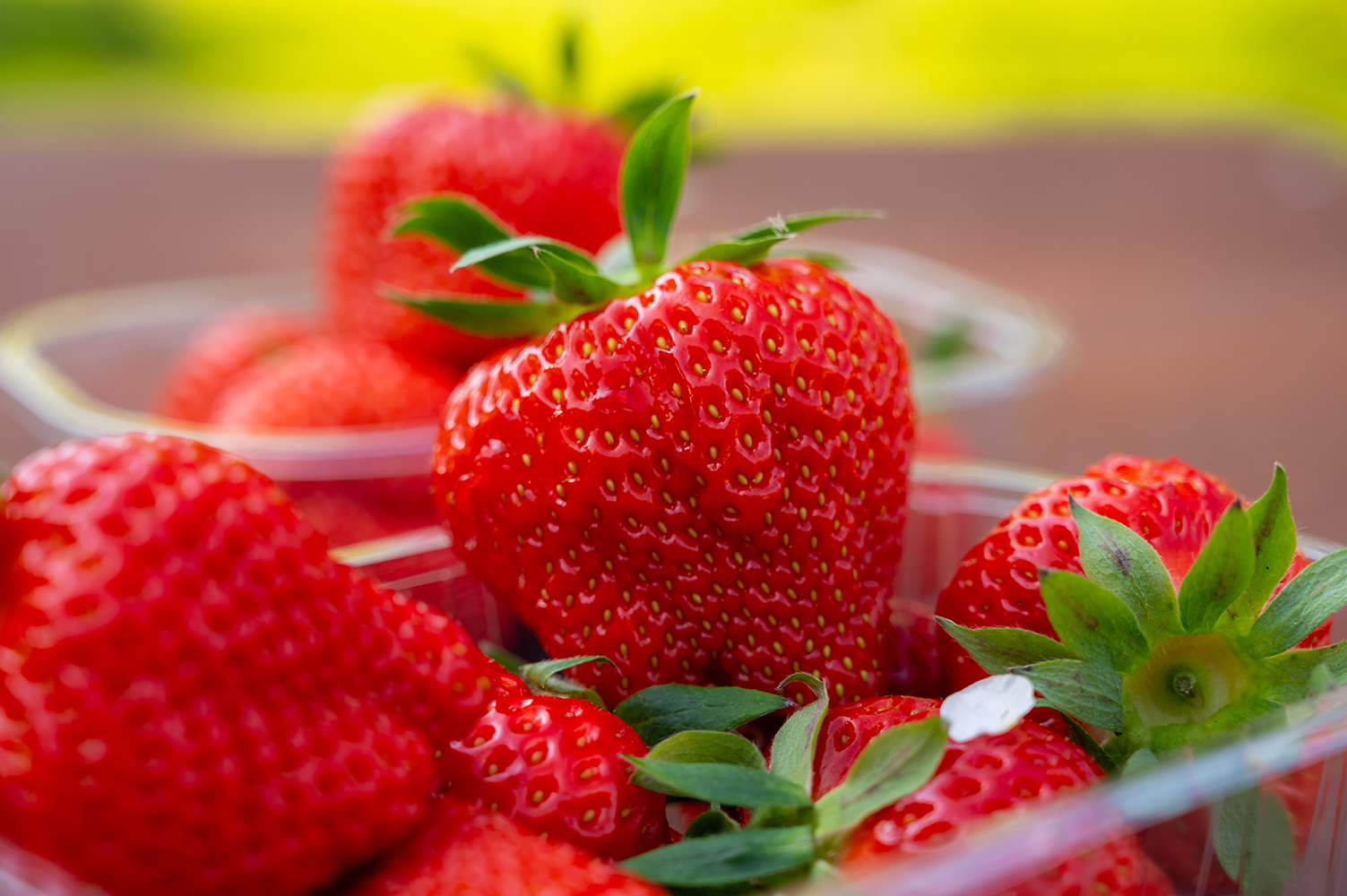 Fragaria 'Sonata' 6-pack Fragaria 'Sonata' 6-pack