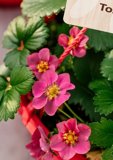 Fragaria Hangpot met aardbei 'Toscane' HP 25 cm Fragaria Hangpot met aardbei 'Toscane' HP 25 cm