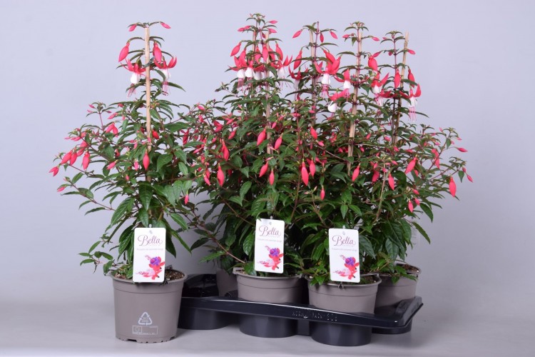 Fuchsia 'Bella Fuchsia Evita' piramide