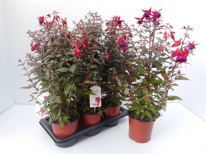 Fuchsia 'Bella Fuchsia Evita' piramide