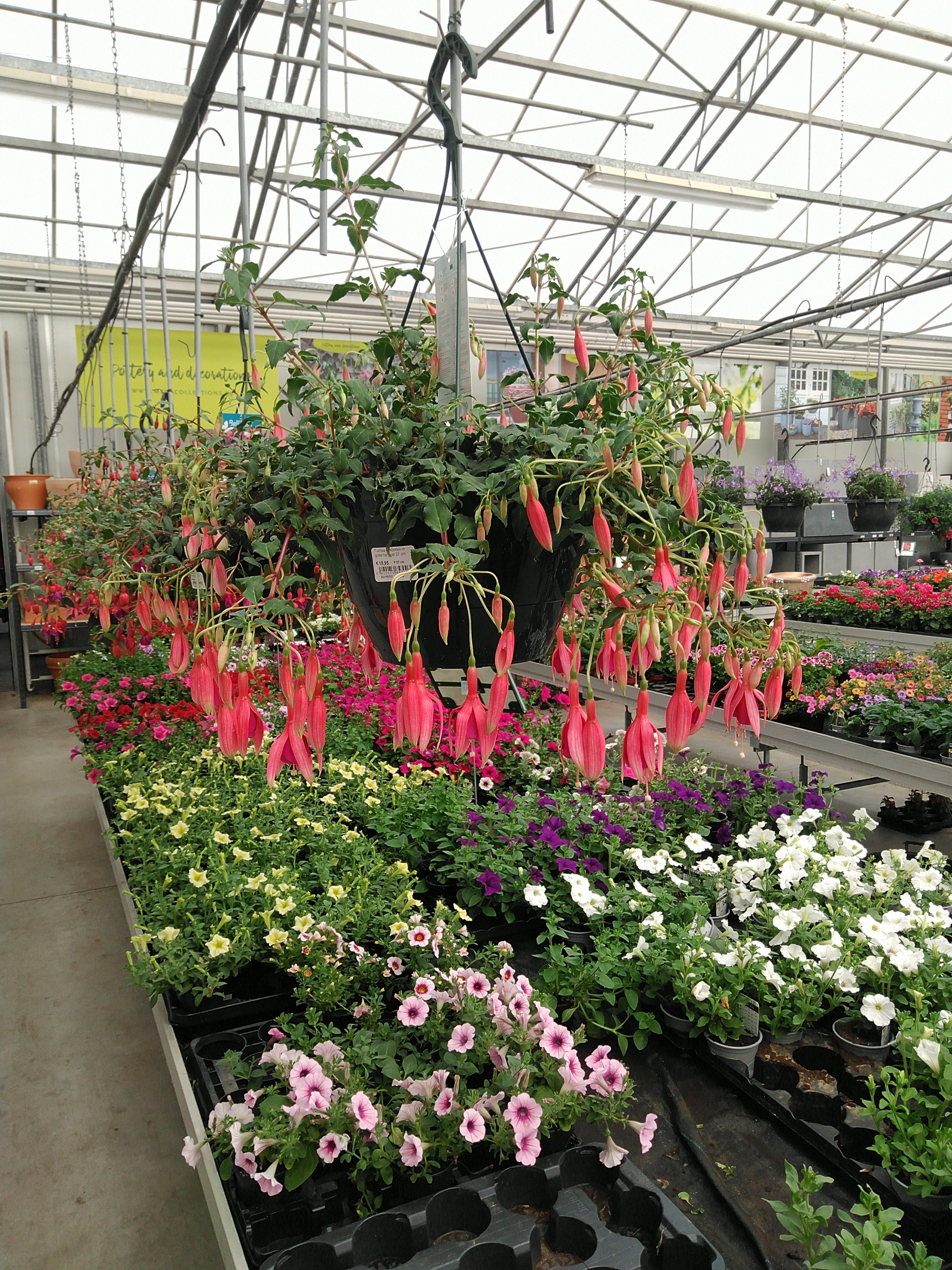 Fuchsia in soorten in grote hangpot 27 cm