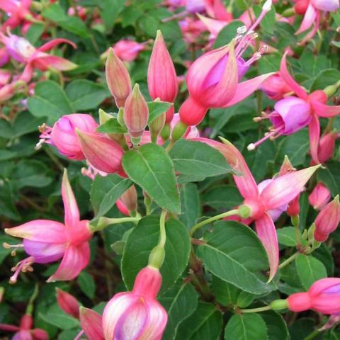 Fuchsia 'Margret' Fuchsia 'Margret'