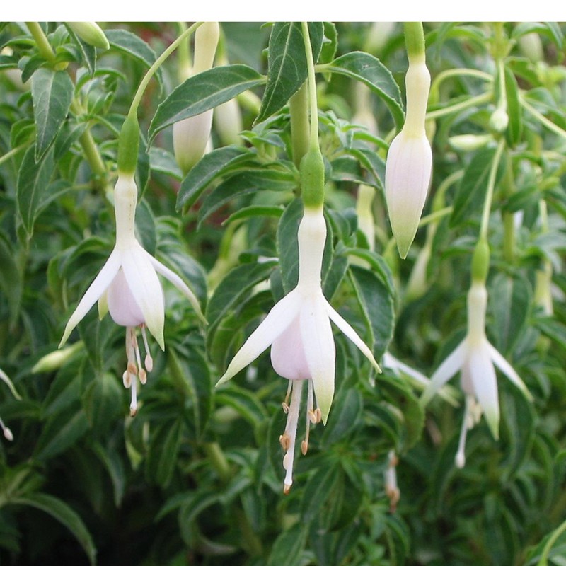 Fuchsia magellanica var. Molinae