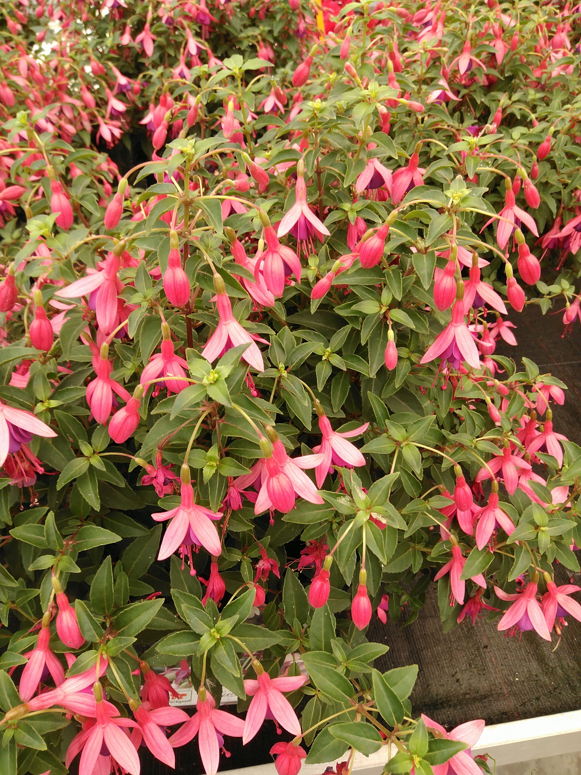 Fuchsia Tom Thumb 