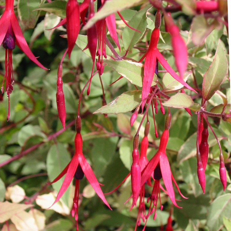 Fuchsia magellanica 'Tricolor'