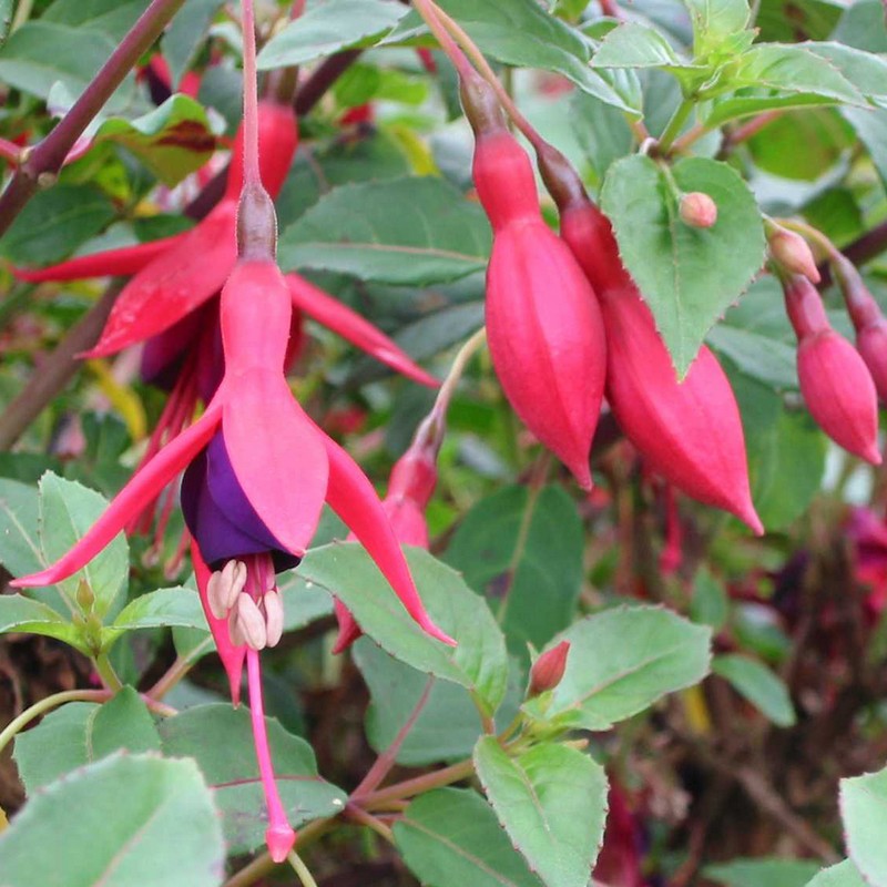 Fuchsia 'Mrs Popple' Fuchsia 'Mrs Popple'