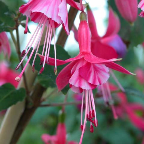 Fuchsia 'Shrimp Cocktail' Fuchsia 'Shrimp Cocktail'