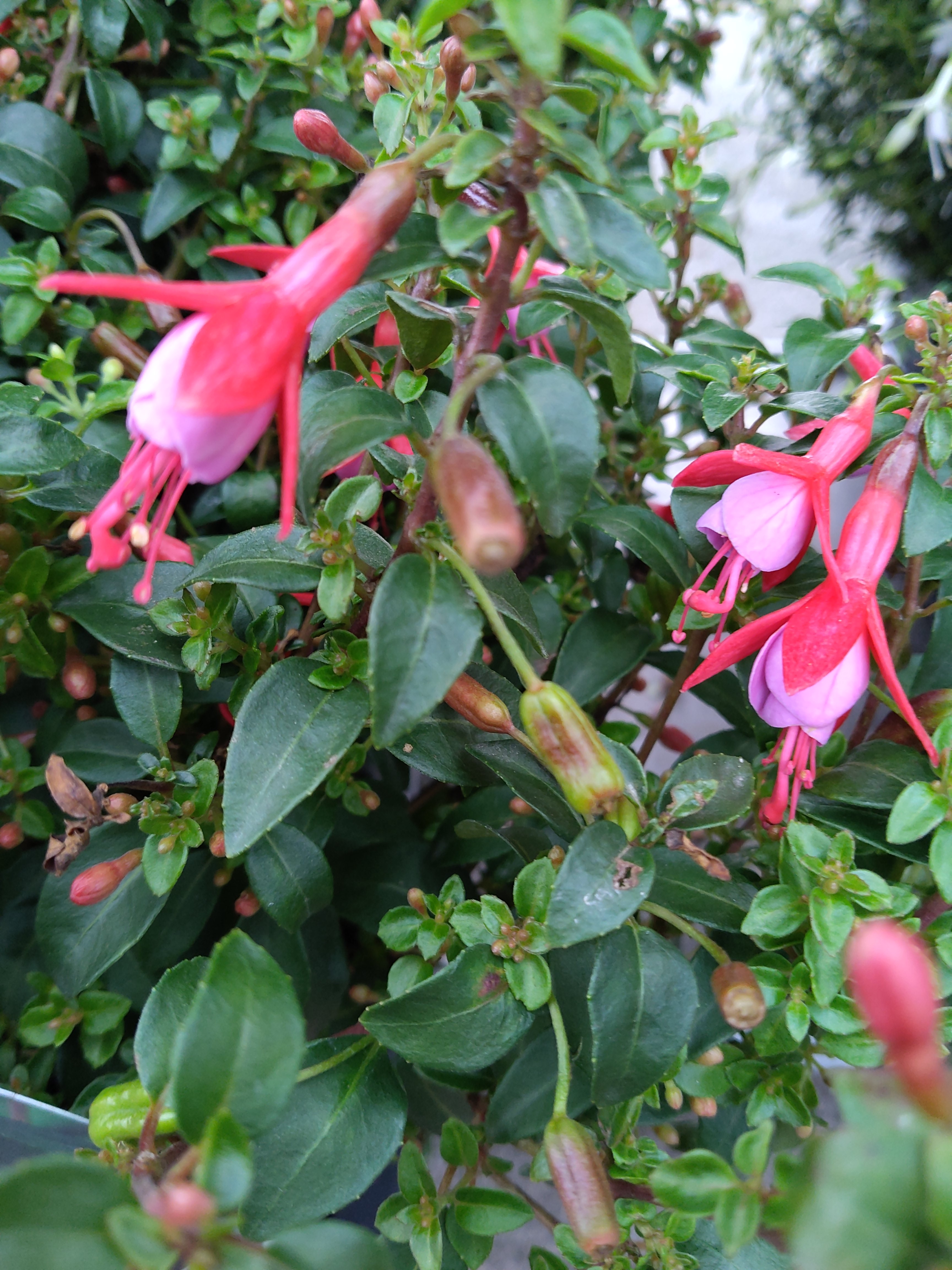 Fuchsia Son of Thumb 