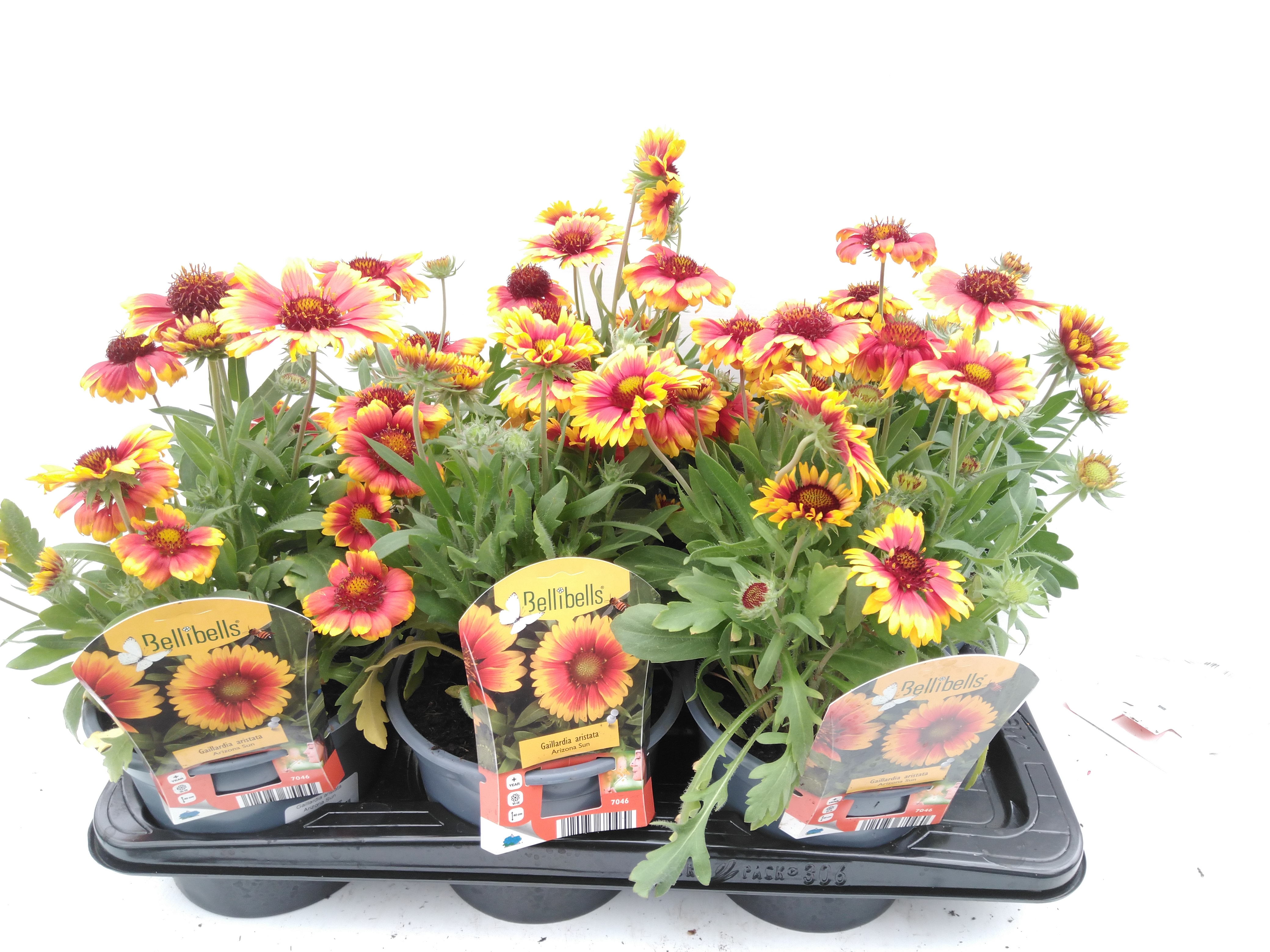 Gaillardia aristata 'Arizona Sun' Gaillardia aristata 'Arizona Sun'