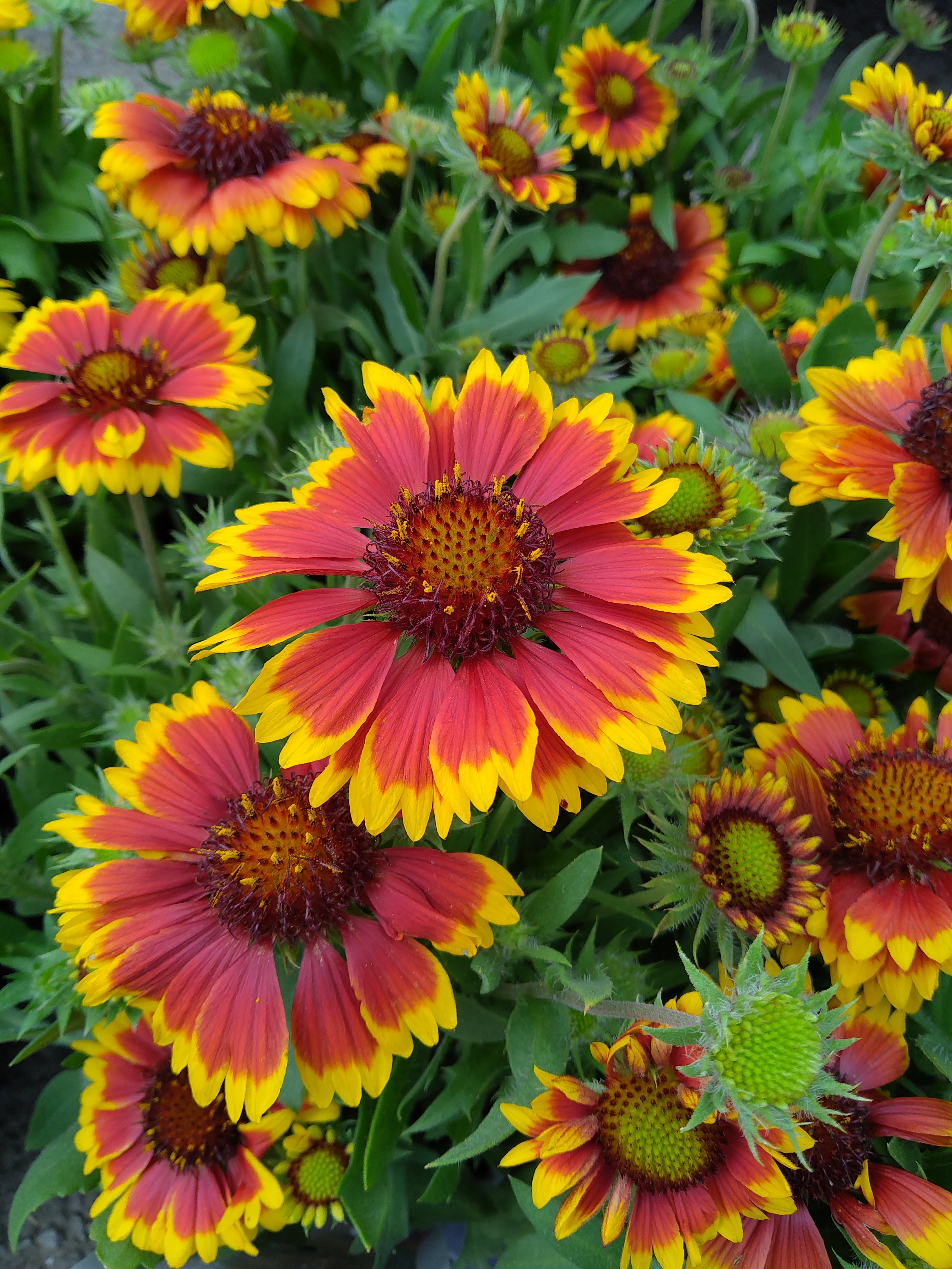 Gaillardia aristata 'Arizona Sun'
